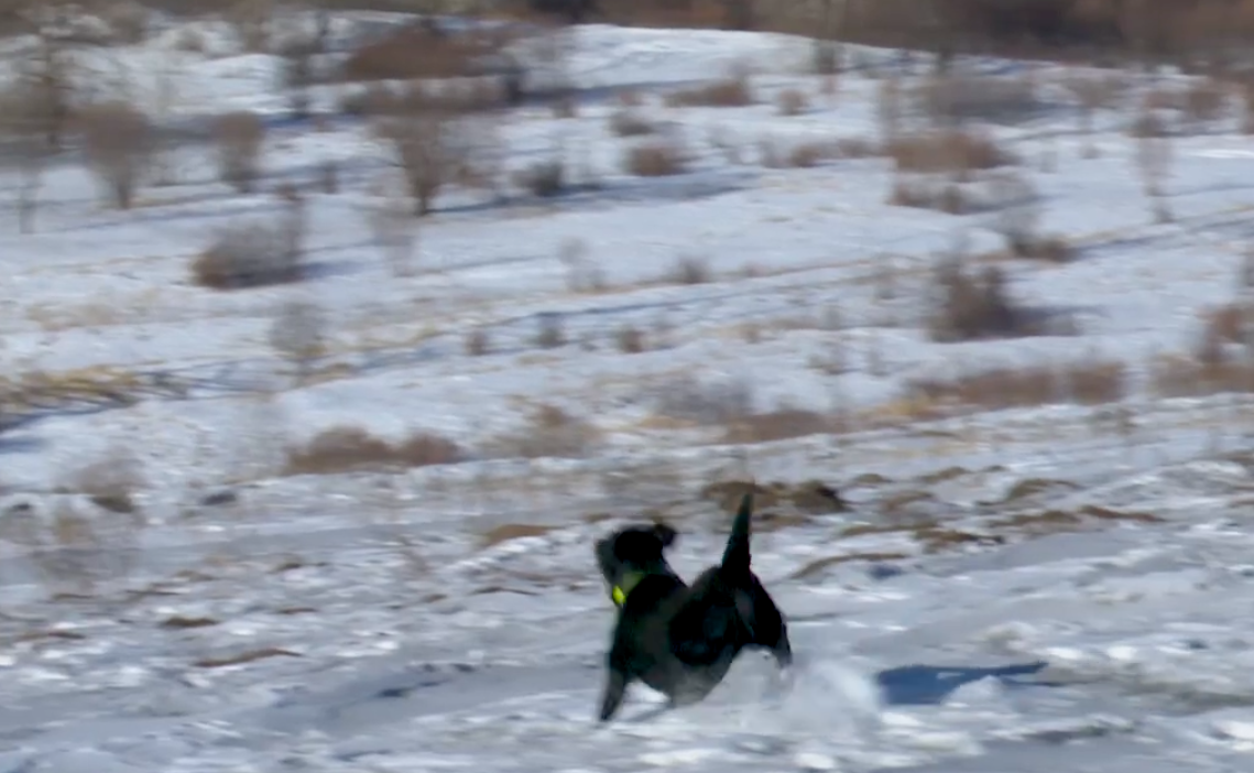 Фото В Чите семья приютила собаку-пенсионерку 2 - Сиб.ФМ Фото В Чите семья приютила собаку-пенсионерку 2